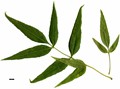 SpeciesSub: subsp. syriaca SpeciesSub: subsp. syriaca